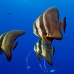 batfish_longfin_jr_v_0705_png0336.jpg